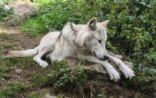 white wolf, albino, animal, wildlife, fur, predator, wild, nature