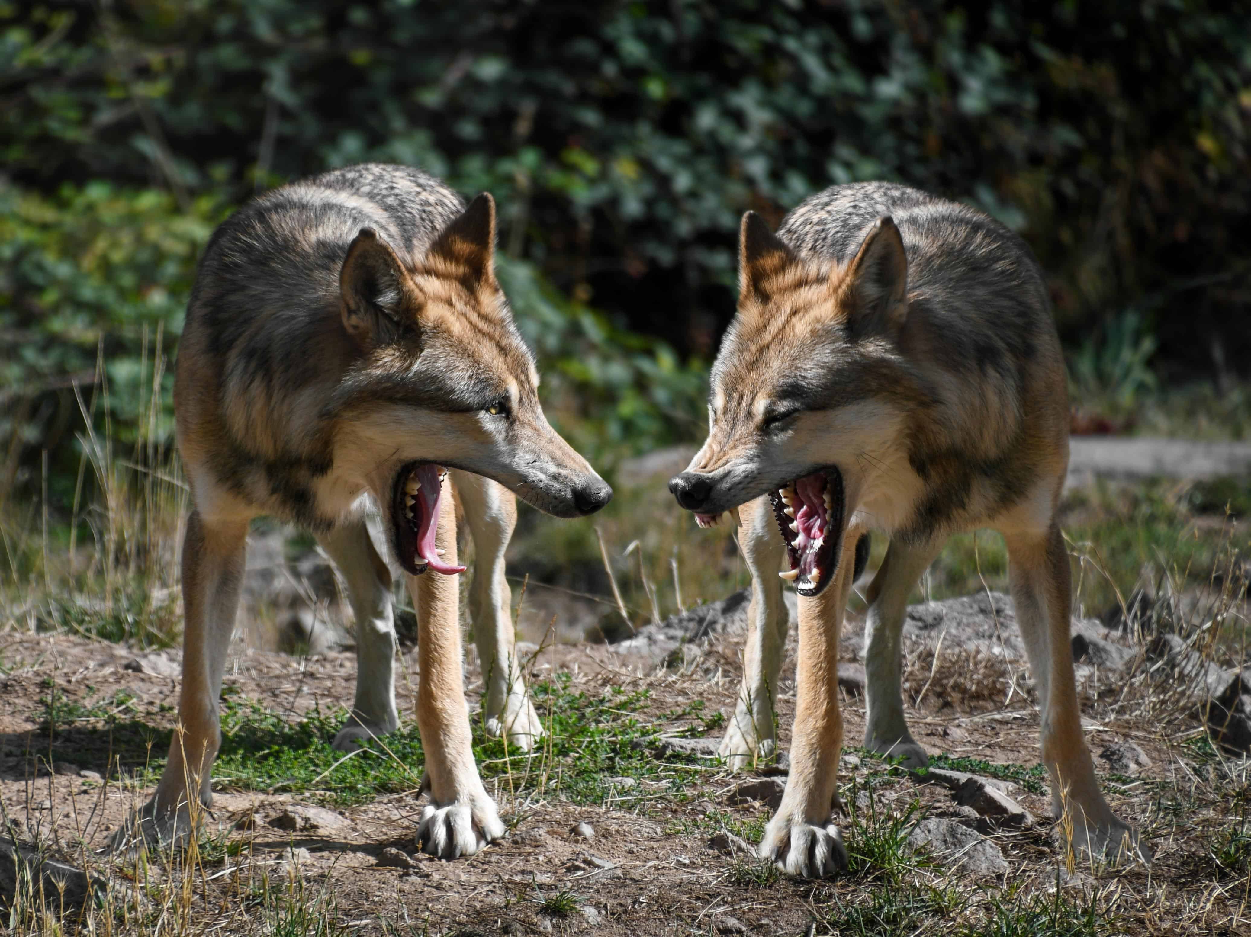 フリー写真画像 自然 捕食者 動物 野生のオオカミ 野生動物 動物学