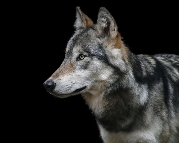 Portret met grijze wolf, bont, dier, oog, hoofd