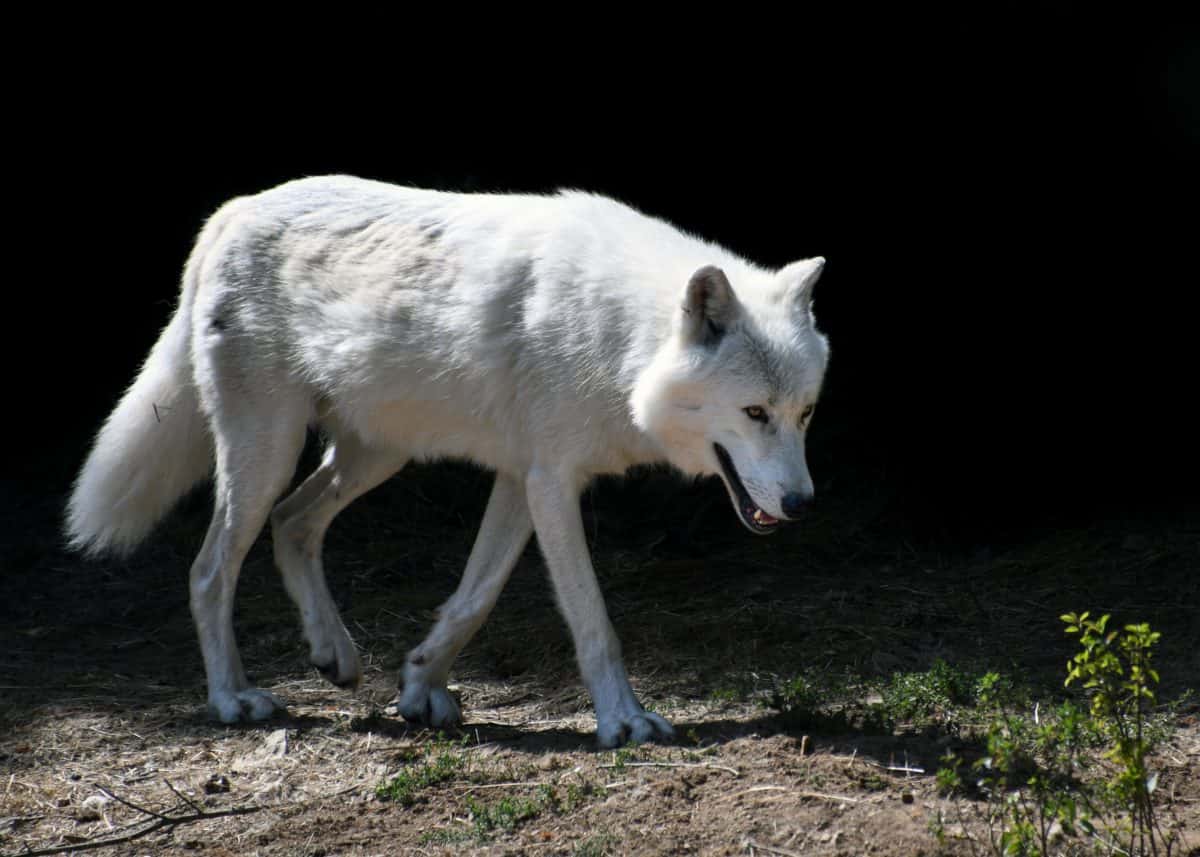 blanco lobo, naturaleza, albino, fauna, animal, al aire libre, tierra