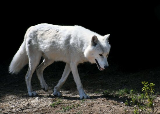 witte wolf, natuur, albino, natuur, dieren, buiten, grond