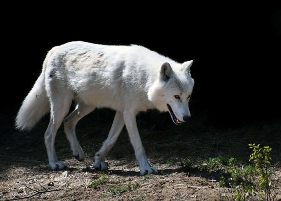 白狼、自然、アルビノ、野生動物、動物、屋外、地面