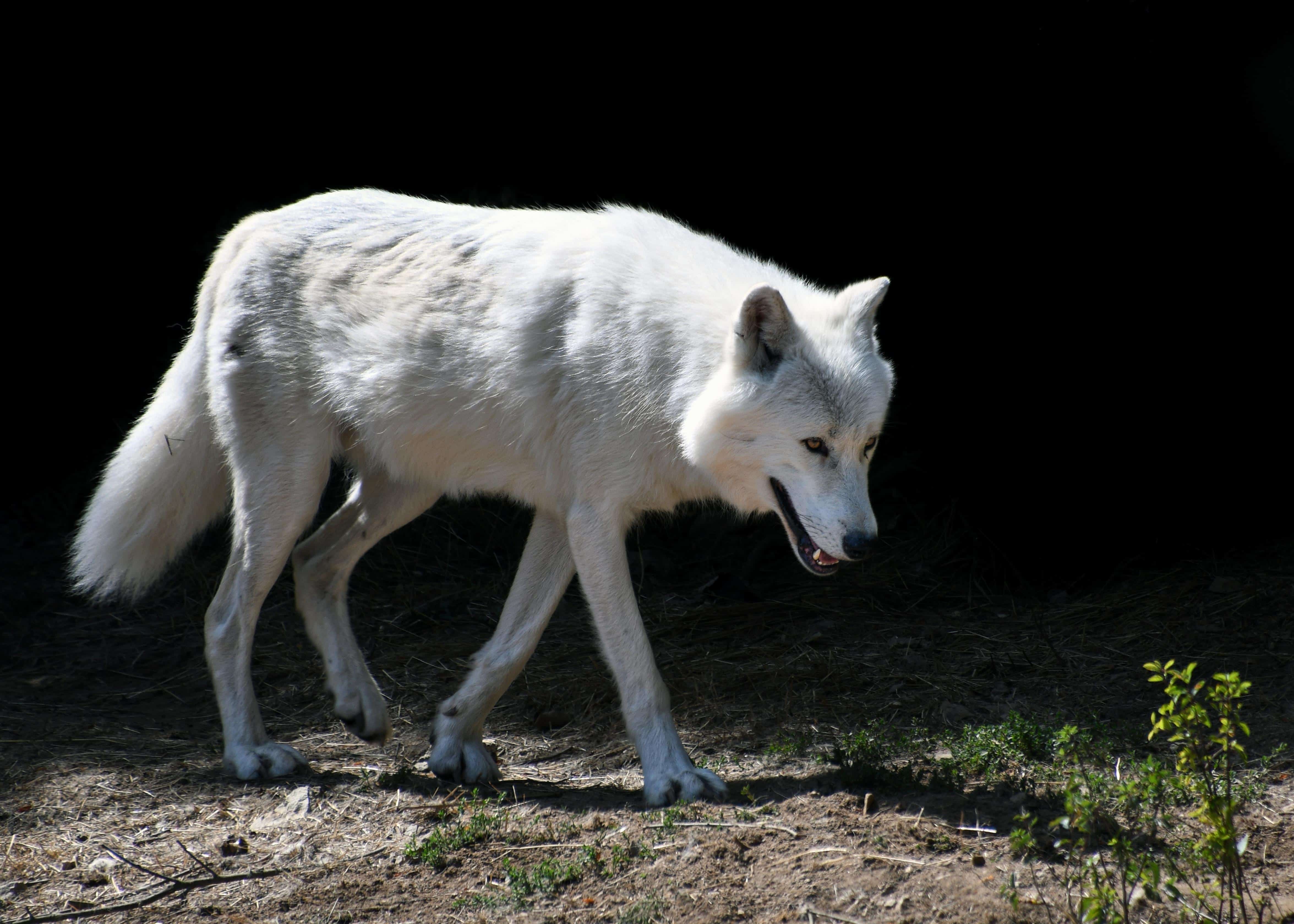 白色雪原狼图片