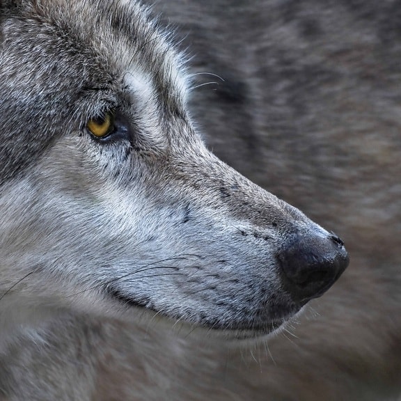animal, fur, wildlife, eye, wild wolf, canine, portrait, nose