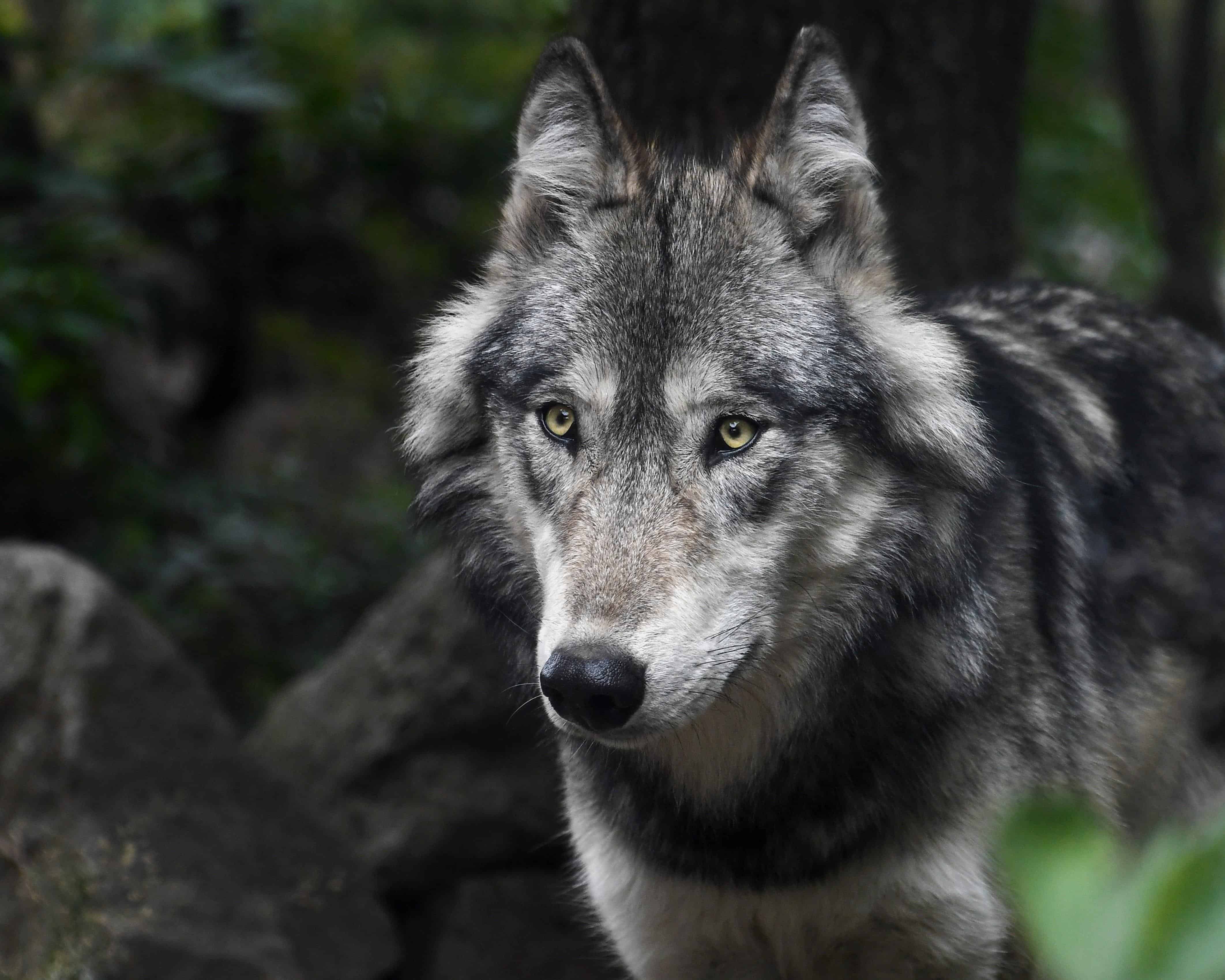 Image libre fourrure animaux loup gris la faune 