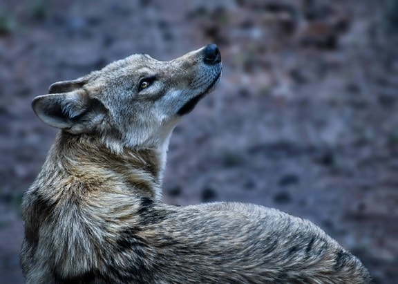 divoký vlk, voľne žijúcich živočíchov, kožušiny, divoké, prírody, zvierat, Vonkajší, vedúci