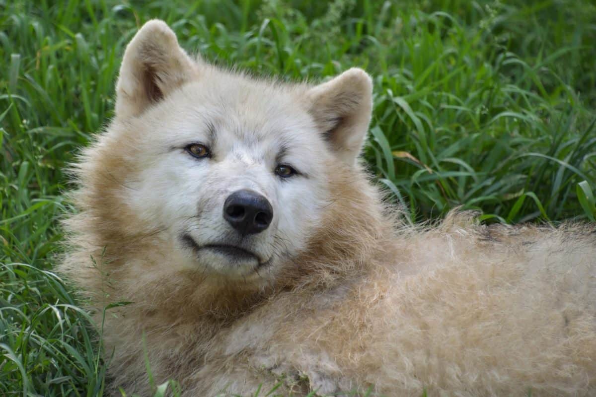 Lobo blanco, albino, pieles, césped, naturaleza, animales, al aire libre