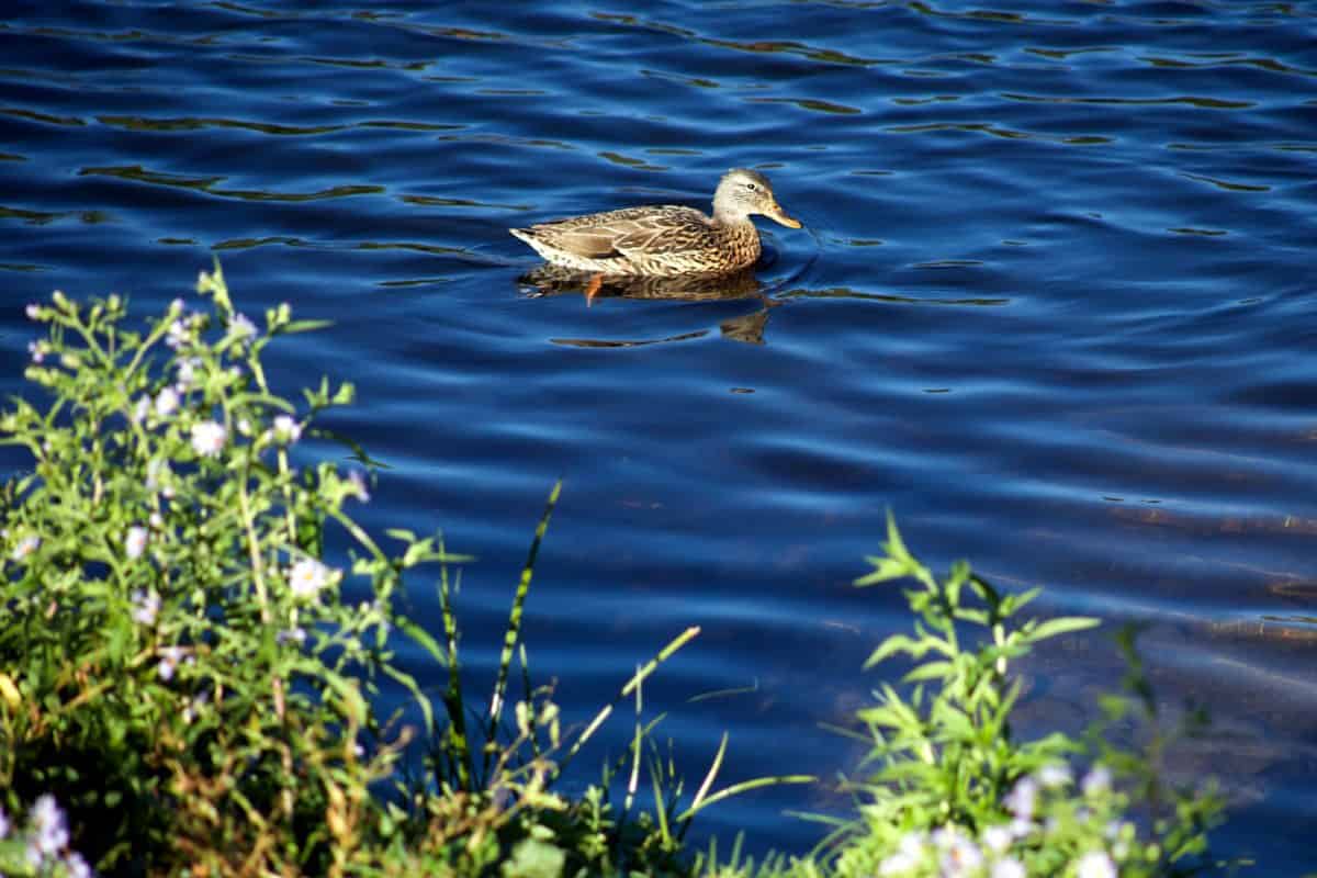 water, natuur, eend, shorebird, vogel, wilde dieren, snavel