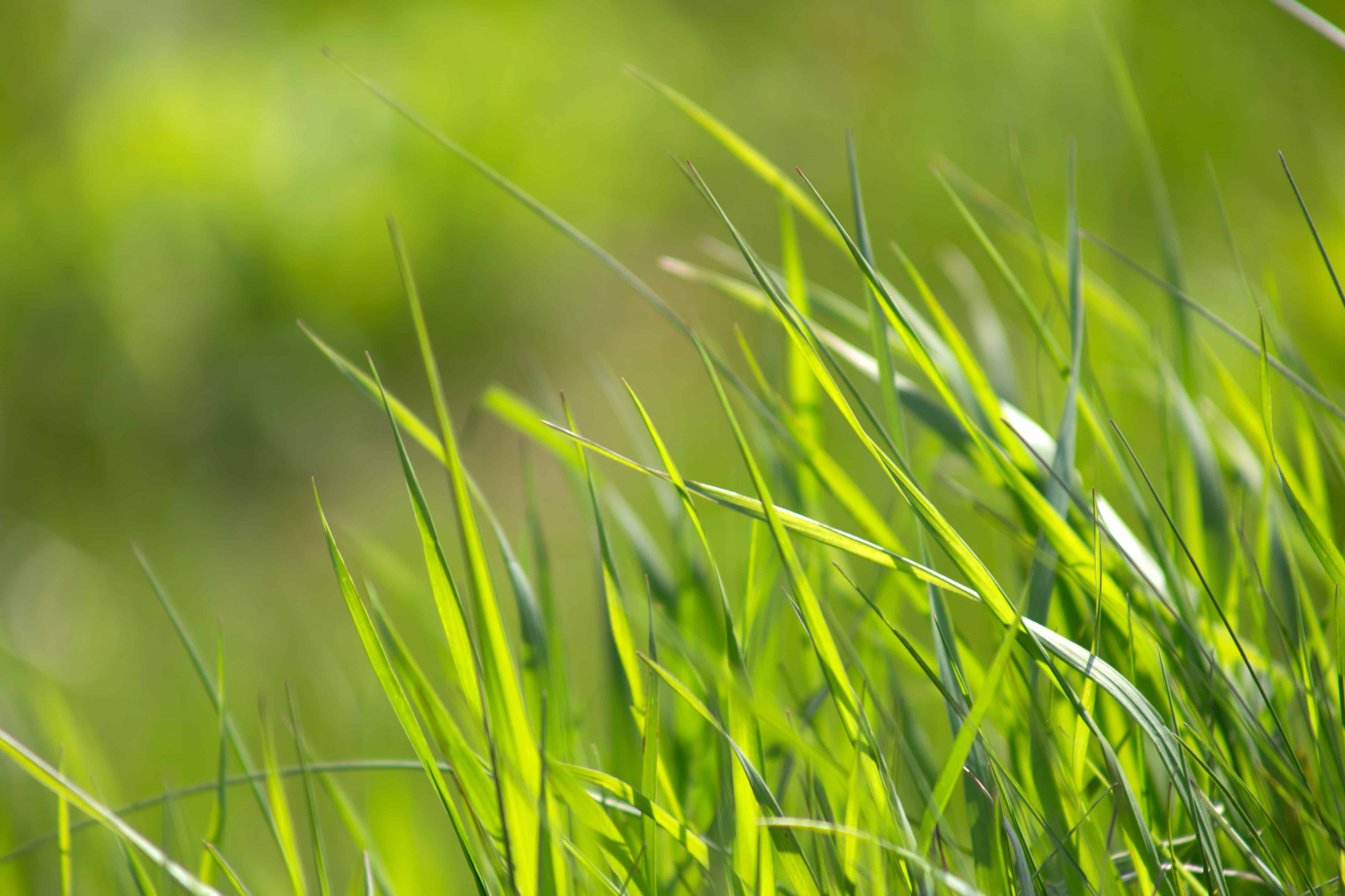 Gambar Gratis Taman Alam Bidang Rumput  Hijau Rumput 