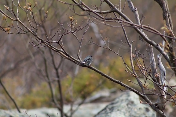 sparrow bird, nature, winter, tree, wildlife, branch, outdoor