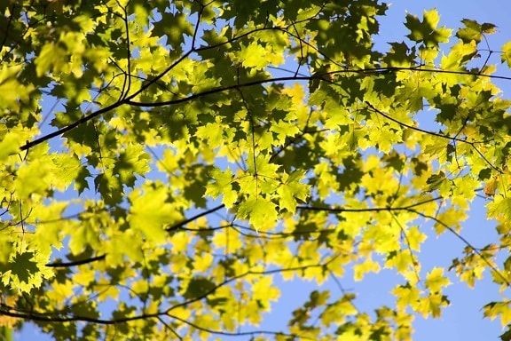 дерево флори листя, гілки, природи, завод, ліс, осінь