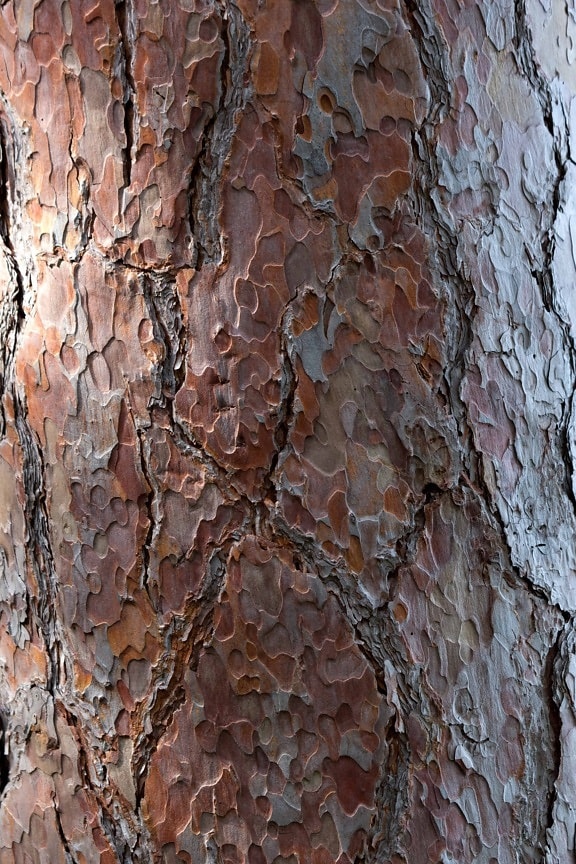 bark, texture, wood, pattern, old, tree, material, surface