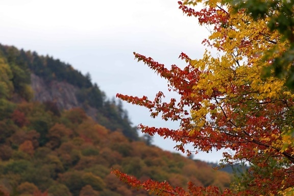 дерево, листья, природа, осень, небо, пейзаж, лес, Открытый