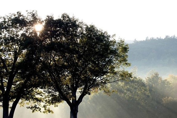 мъгла, мъгла, пейзаж, листа, зората, природа, дърво, слънцето, дървото