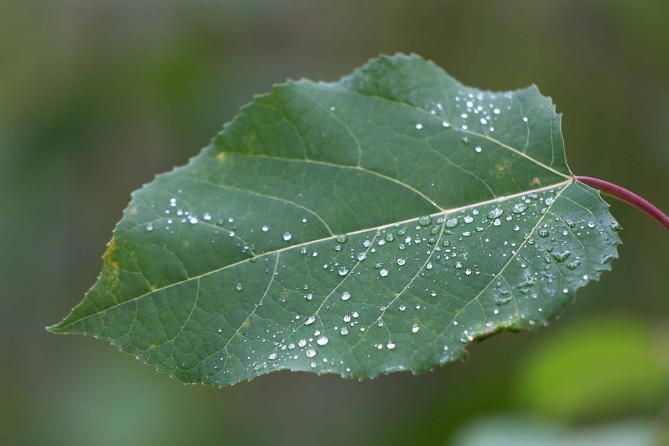 Free Picture Flora Dew Rain Green Leaf Nature Tree Plant Foliage