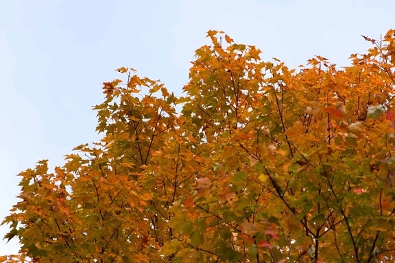 Cabang daun pohon, alam, tanaman, hutan, musim gugur, langit, lansekap, musim gugur
