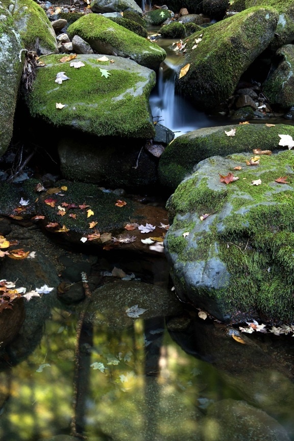 Moss, rieky, vodu, vodné, stream, strom, reflexie, kameň