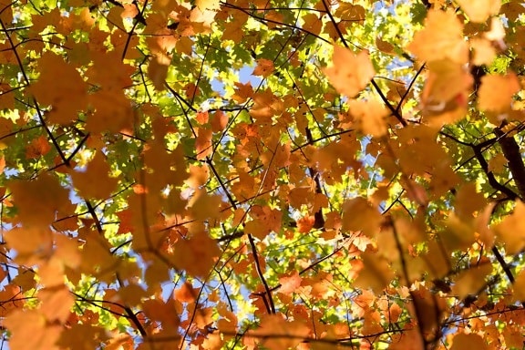 природа, дерево, листя, завод, ліс, листя, осінь, відділення
