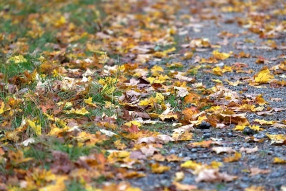 texture, leaf, nature, grass, road, ground