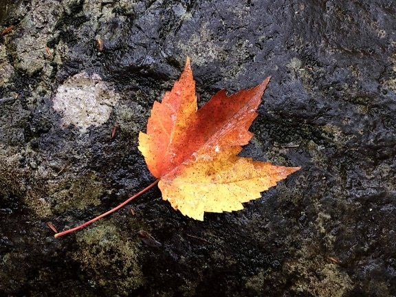 自然, 葉, 秋, 屋外, 地面, 秋、石、カラフルです