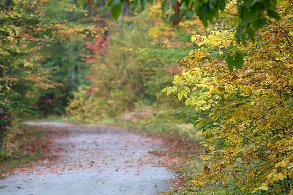 道路、木、風景、自然、葉、木、秋、森、植物