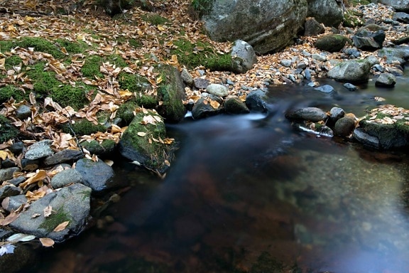 water, stream, leaf, river, nature, forest, landscape