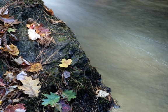 prírody, vody, leaf, moss, jeseň, pobrežie, jeseň, pobrežie