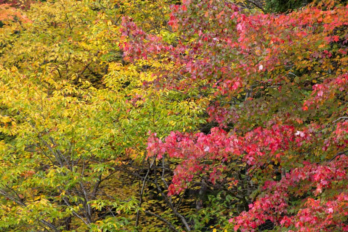 musim gugur, alam, pemandangan, pohon, daun, flora, tanaman