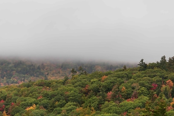 мъглата, пейзаж, мъгла, природа, небе, дърво, гора, Открит