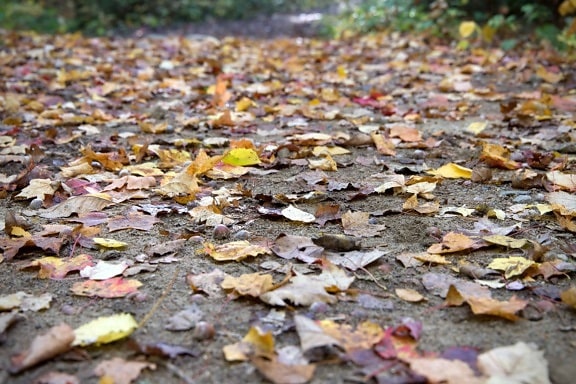 leaf, texture, nature, road, ground