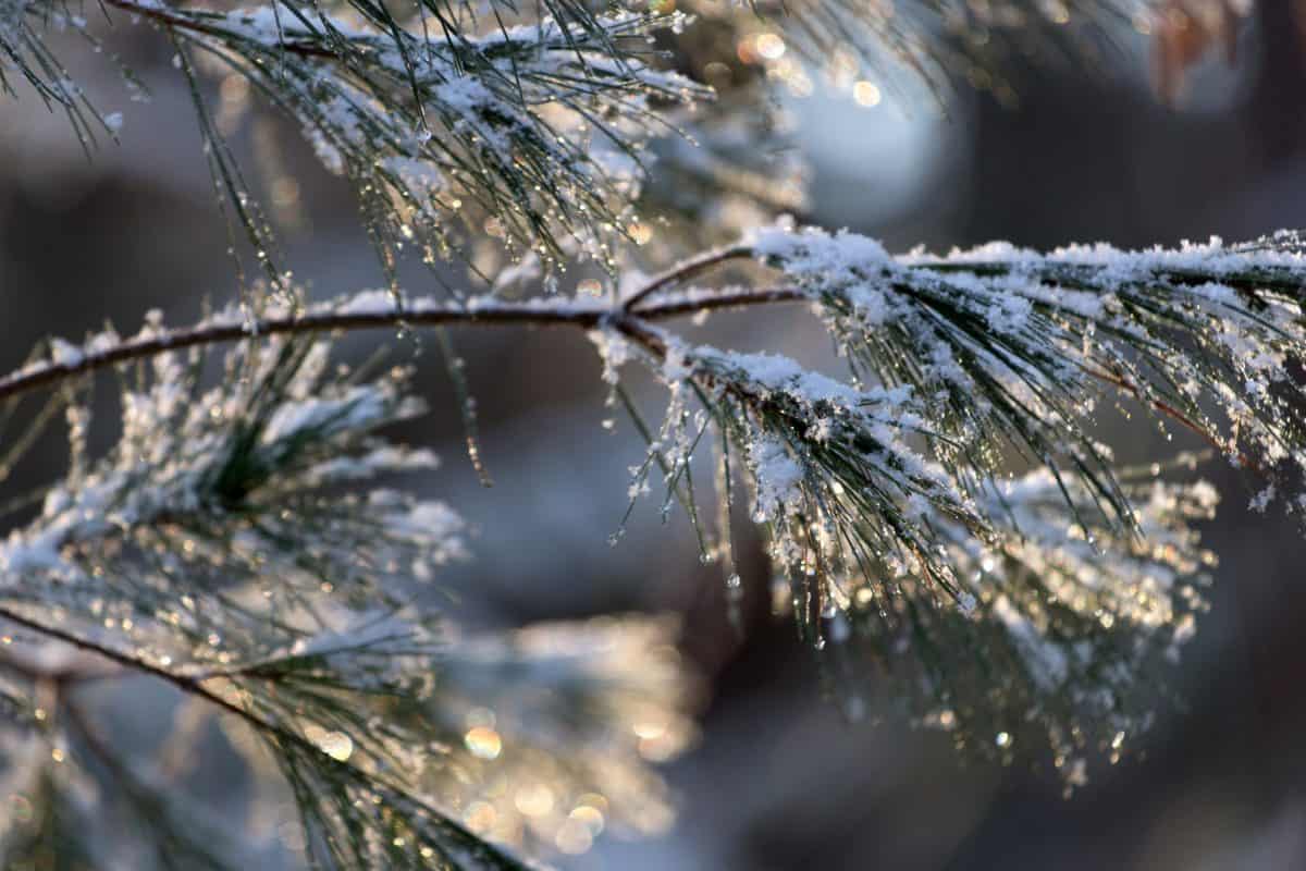 Природа зимових роси, сніг, холодної, дерево, морозу, заморожені, відділення