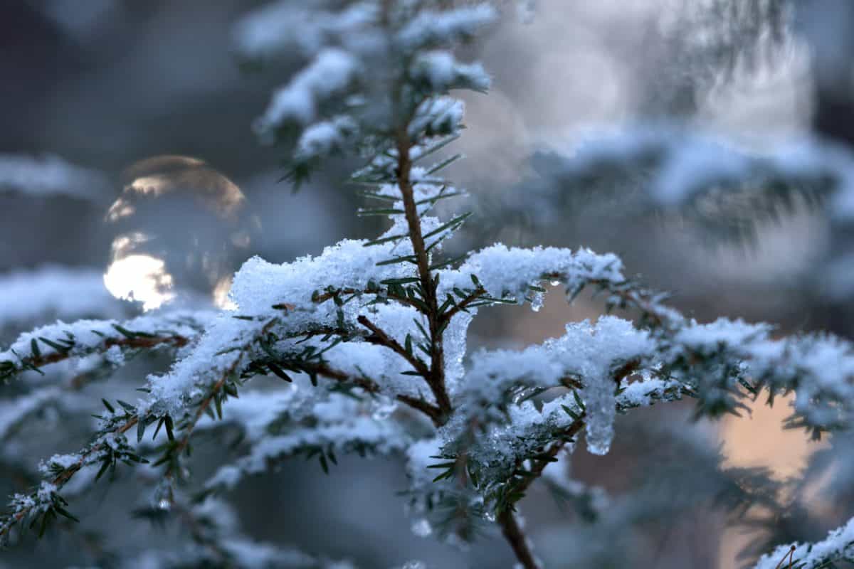 borovica, príroda, drevo, ihličnatý, zima, sneh, studenej, mráz, strom