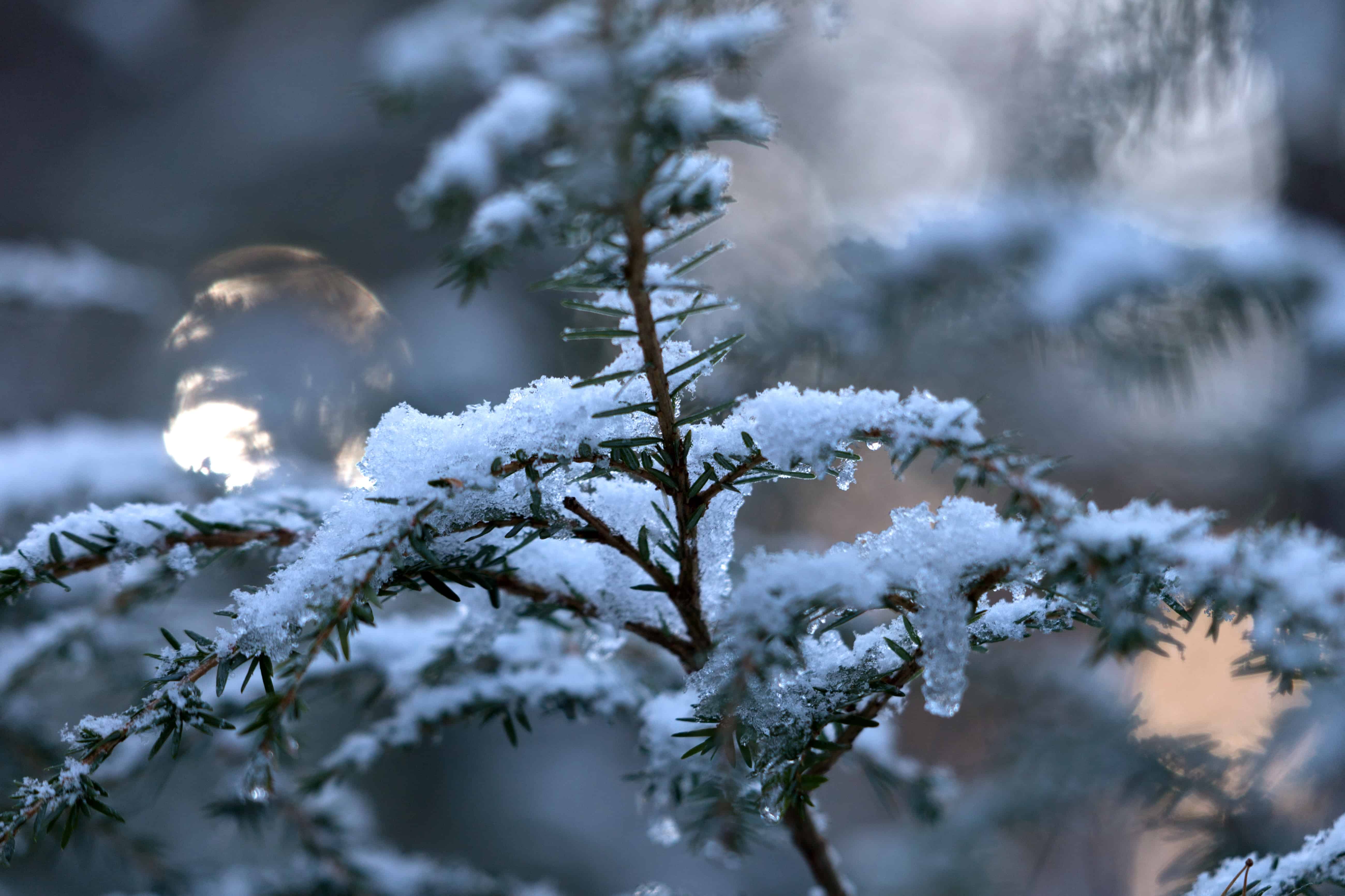 冬天里的松树图片