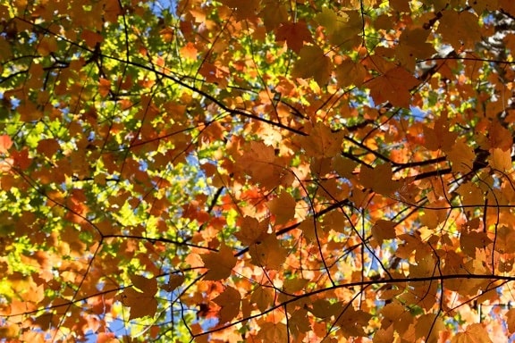 葉、木、植物、森林、支店、秋、紅葉、ポプラ