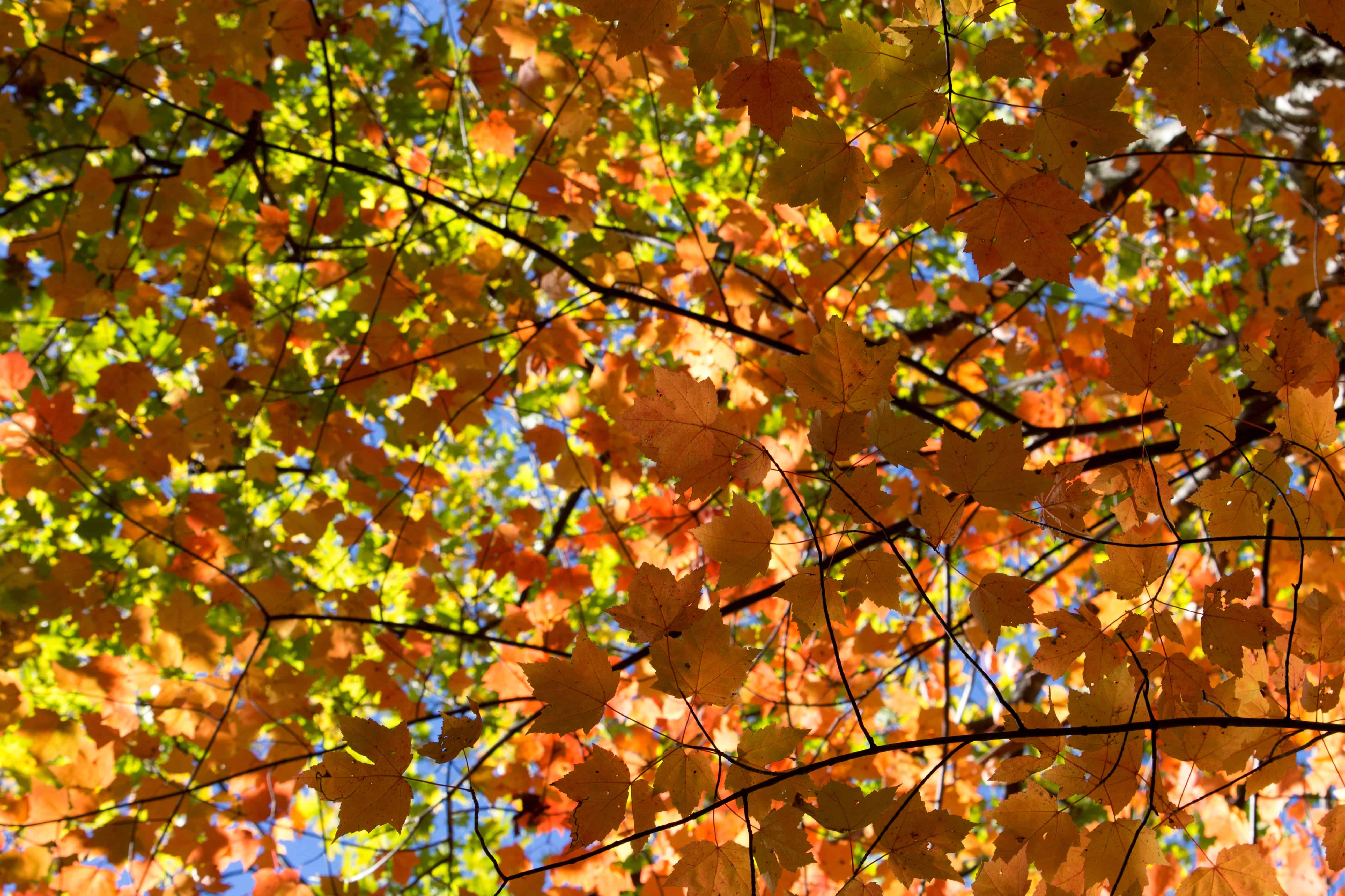 杨树叶子图片 秋天图片