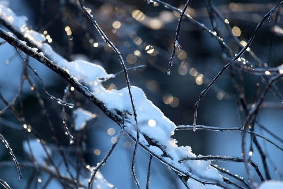 细节, 自然, 黎明, 冬天, 雪, 霜冻, 树枝, 露水