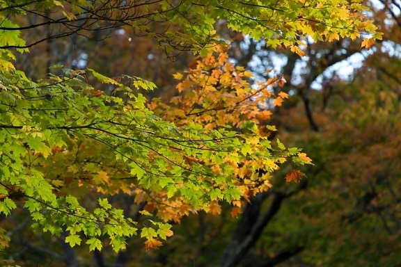 drewna, drzewa, natura, liści, jesień, roślina, Las, liści