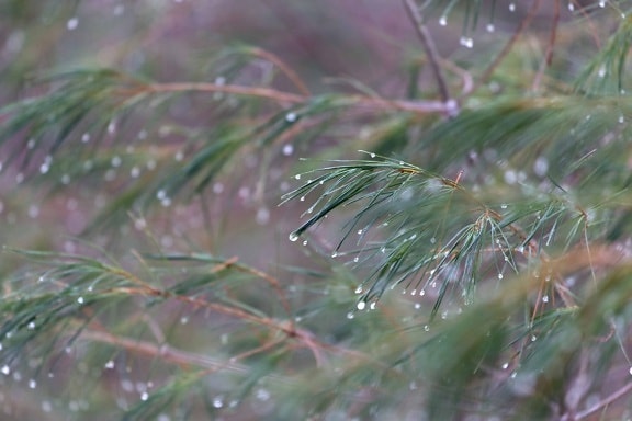 nature, conifer, pine, branch, evergreen, rain, tree, dew, winter