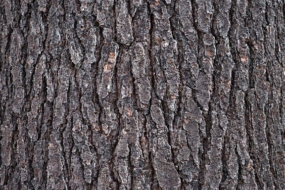 dub, příroda, strom, dřevo, textura, vzorek, kůra, suché, venkovní