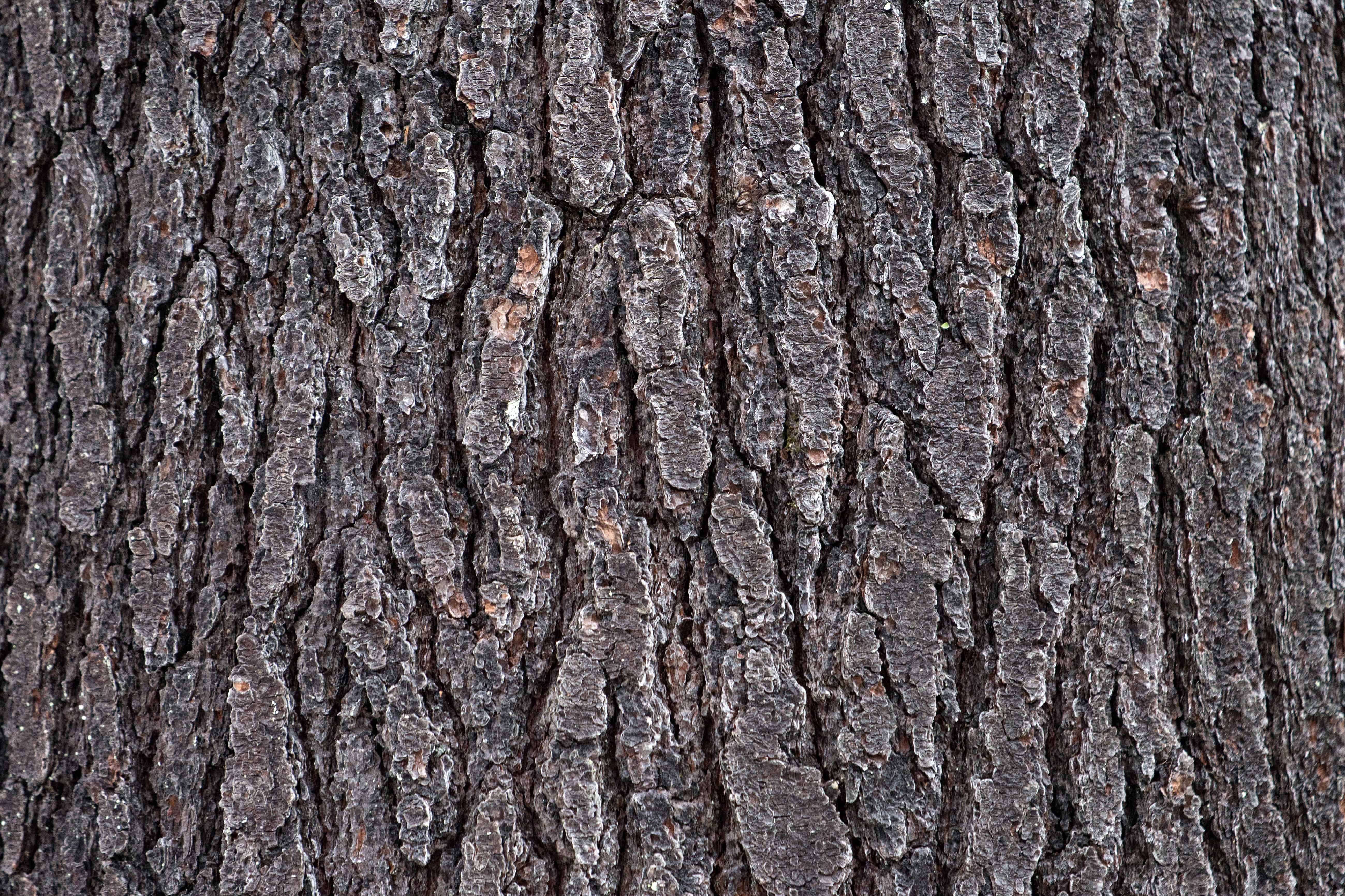 Free Picture Oak Nature Tree Wood Texture Pattern Bark Dry Outdoor