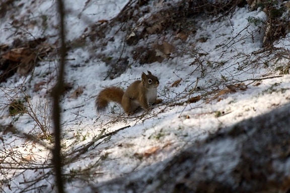 squirrel, nature, rodent, snow, wildlife, tree, winter, wood
