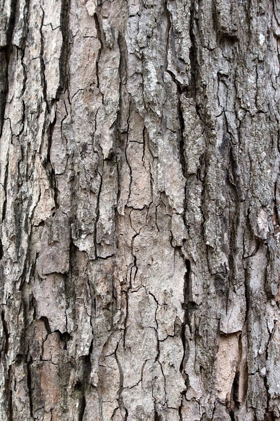 Oak, luonto, puunkuorta, puu, puu, tekstuuri, pinta, materiaali