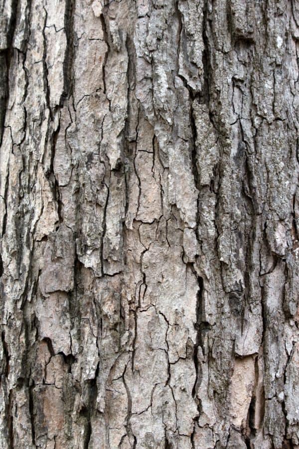 oak, nature, tree bark, wood, tree, texture, surface, material