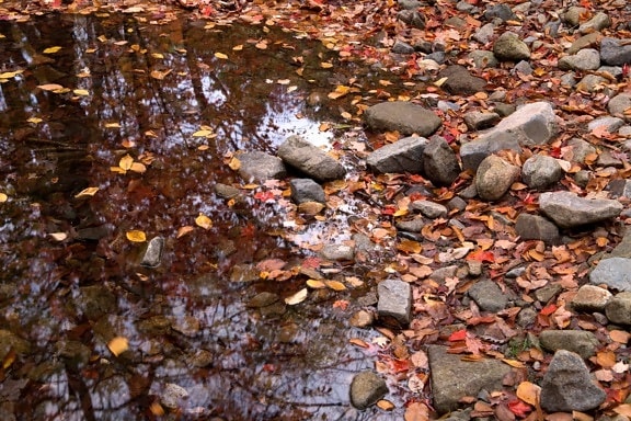 nature, stone, water, leaf, texture, autumn, outdoor