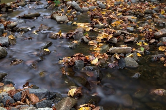nature, stream, river, water, leaf, autumn, stone, riverbank
