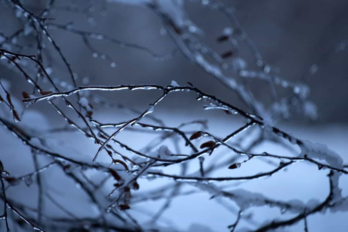 frozen, winter, snow, ice, dawn, nature, cold, frost, tree