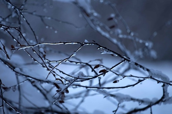 zmrazené, zima, sníh, LED, dawn, příroda, chlad, mráz, strom