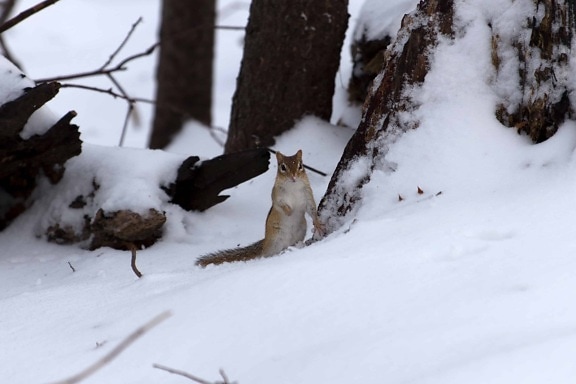 squirrel, snow, ice, frost, cold, winter, frozen, wood, landscape, forest