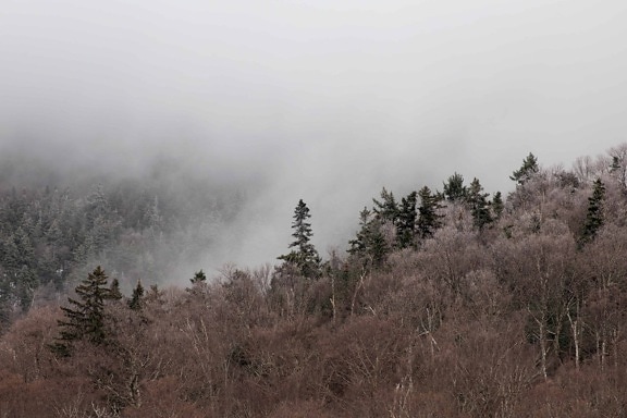 mgła, Świt, zima, krajobraz, drzewa, natura, mgła, śnieg, niebo
