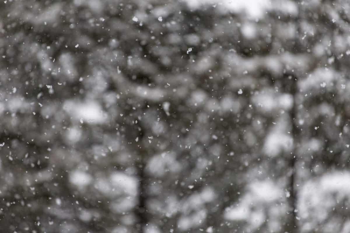 abstrakt, Schneeflocke, Natur, Frost, Winter, Landschaft, Wald